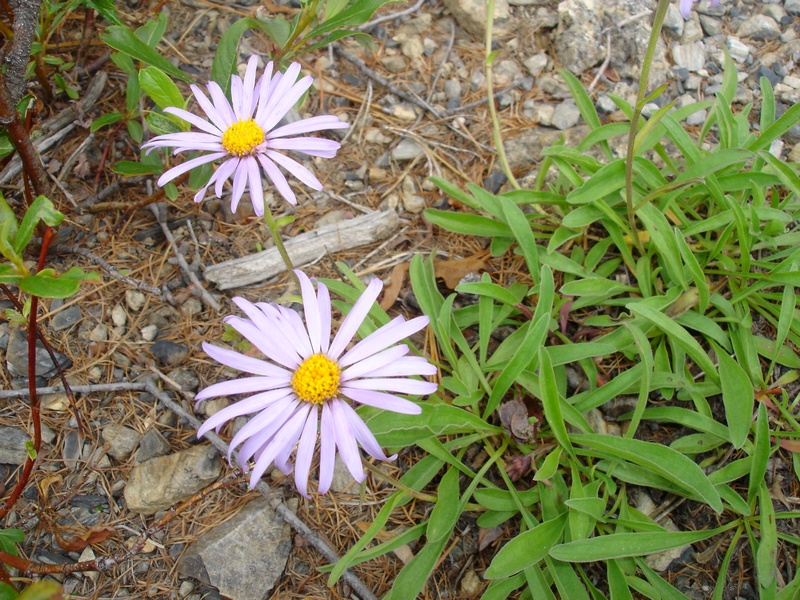 Изображение особи Aster serpentimontanus.