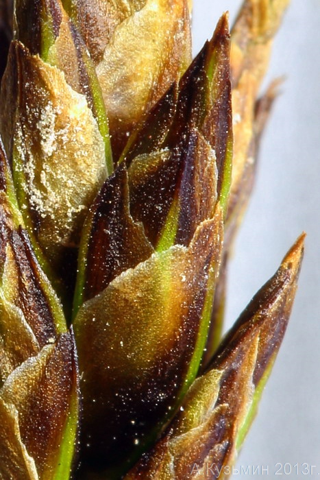 Image of Carex stenophylla specimen.