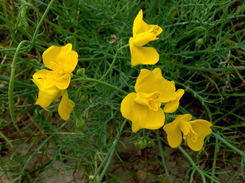 Image of Hypecoum trilobum specimen.