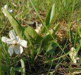 Viola ambigua