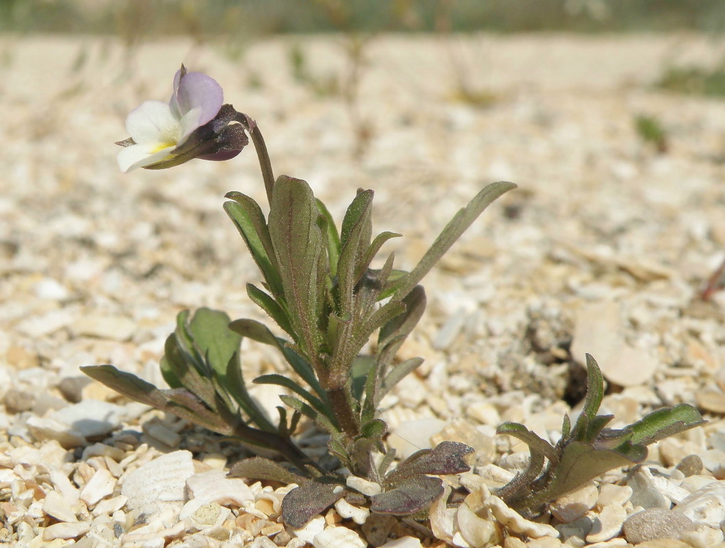 Image of Viola arvensis specimen.