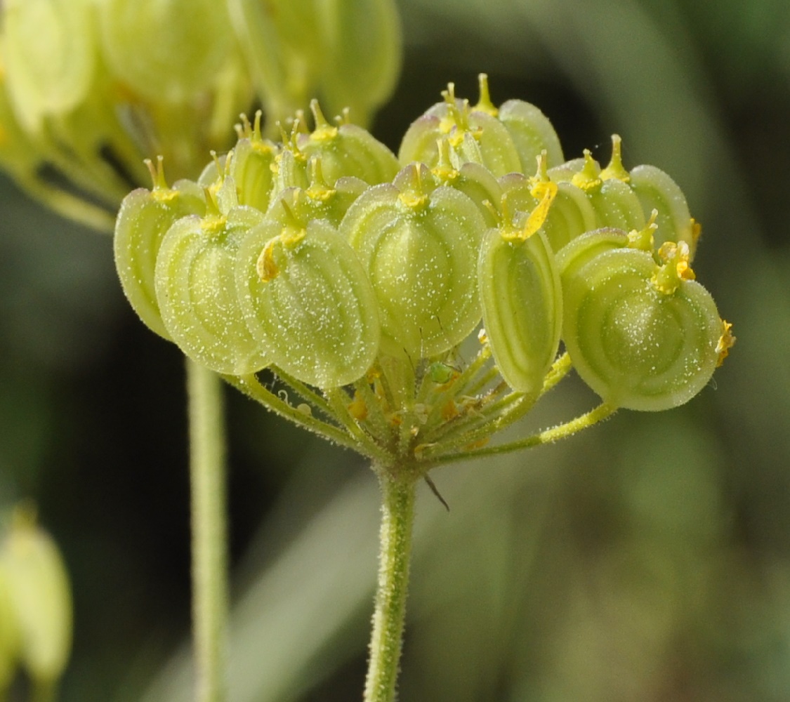 Изображение особи Malabaila aurea.