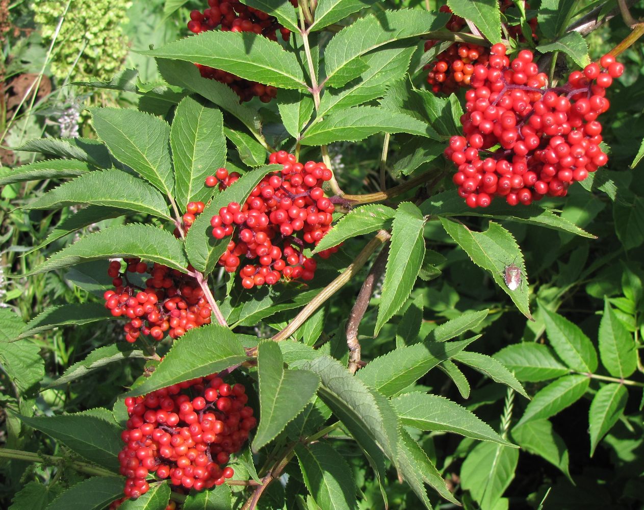 Изображение особи Sambucus racemosa.