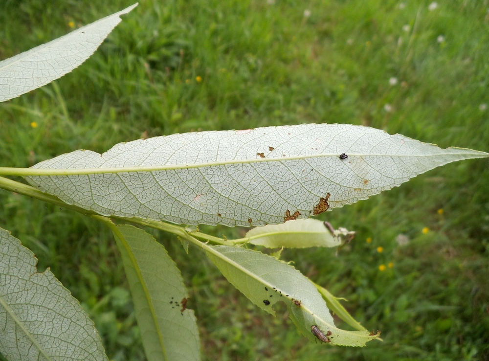 Image of Salix × meyeriana specimen.