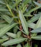 Nerium oleander