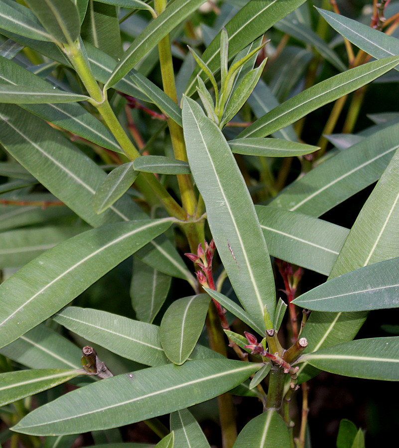Image of Nerium oleander specimen.