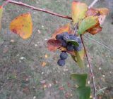 Cotoneaster melanocarpus