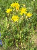 Crepis biennis