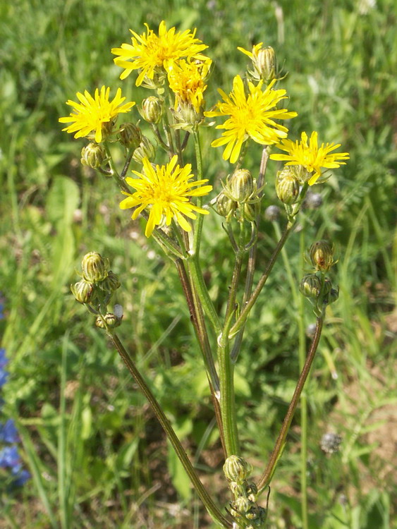 Изображение особи Crepis biennis.