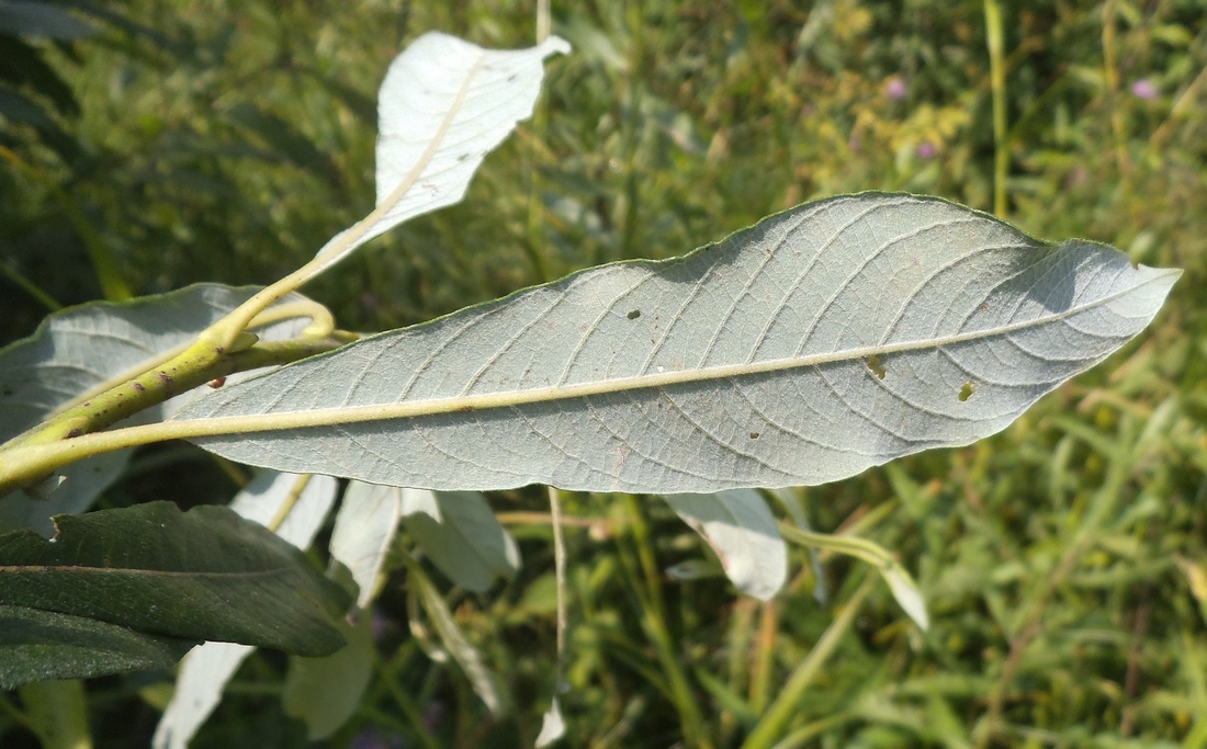 Image of Salix gmelinii specimen.