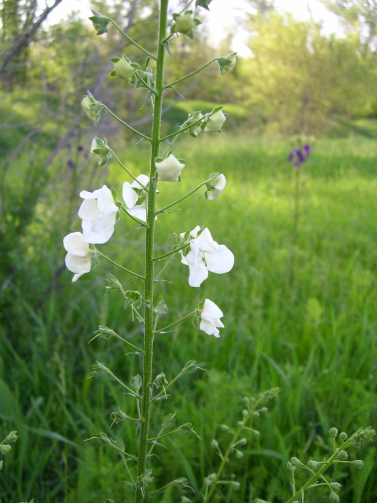 Изображение особи Verbascum phoeniceum.