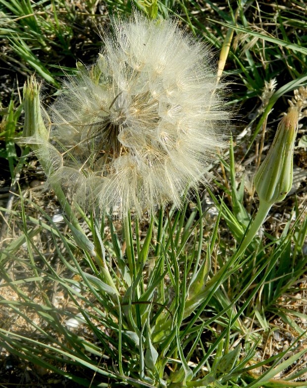 Image of Tragopogon dubius specimen.