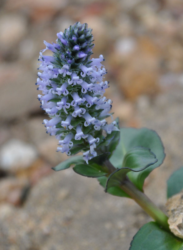 Изображение особи Lagotis glauca.