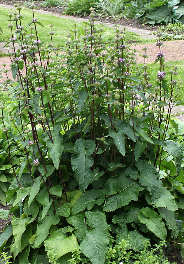 Image of Phlomoides tuberosa specimen.