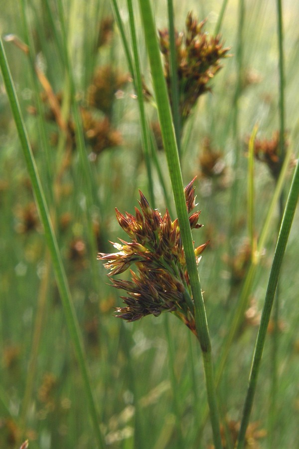 Изображение особи Juncus effusus.