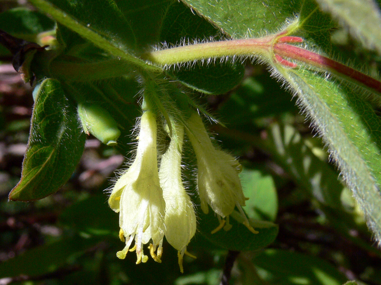 Изображение особи Lonicera edulis.