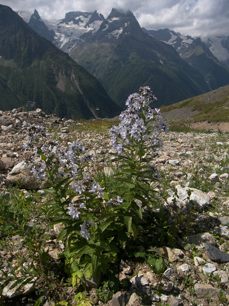 Image of Gadellia lactiflora specimen.