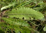 Cirsium rhizocephalum