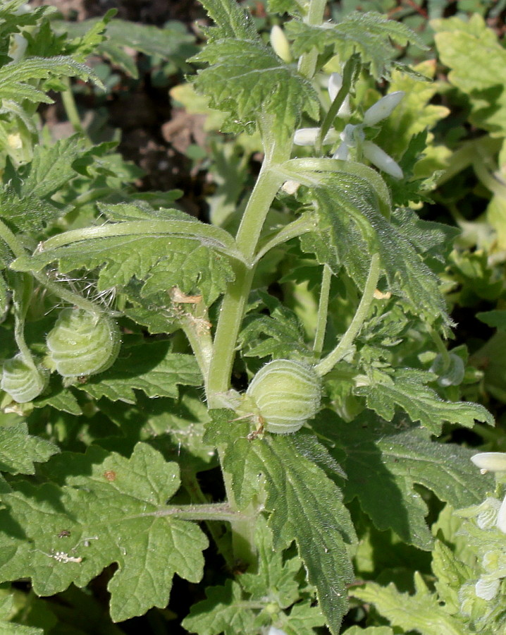 Image of Blumenbachia hieronymi specimen.