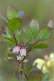 Vaccinium uliginosum