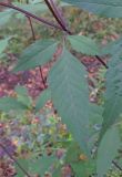 Bidens frondosa