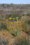 Pseudohandelia umbellifera. Цветущее растение. Южный Казахстан, восточная граница пустыни Кызылкум. 05.05.2013.