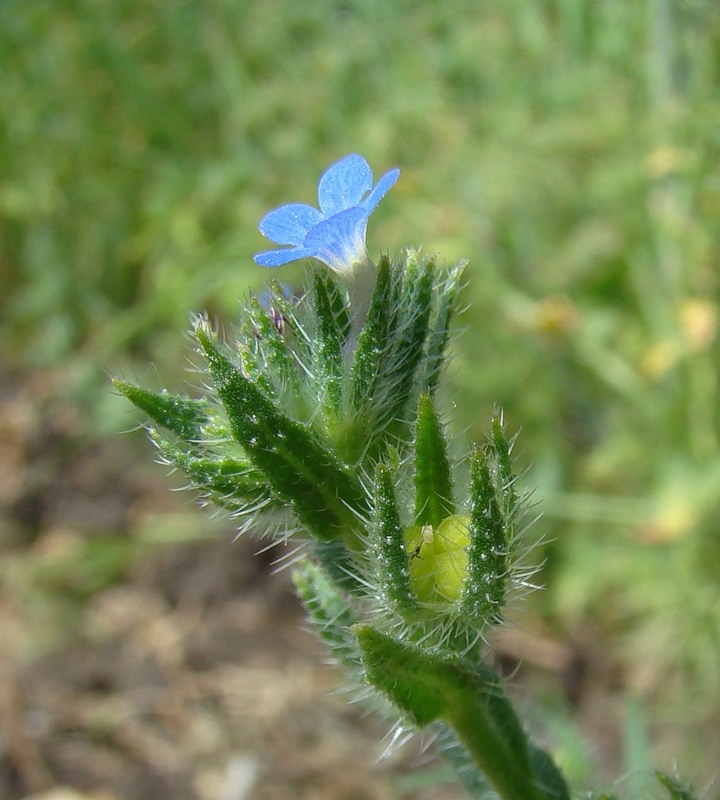 Image of Lycopsis orientalis specimen.