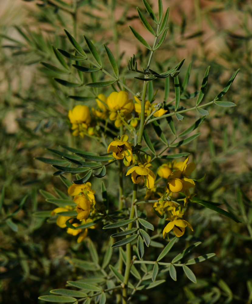 Изображение особи Senna artemisioides.