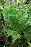 Athyrium filix-femina. Взрослое растение на берегу заводи. Свердловская обл., окр. г. Североуральск. 28.07.2013.