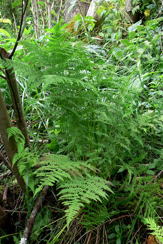 Image of Athyrium filix-femina specimen.