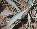 Silene bupleuroides. Прикорневые листья. Украина, г. Запорожье, балка возле трассы на Васильевку, южнее Опытной станции. 23.08.2012.