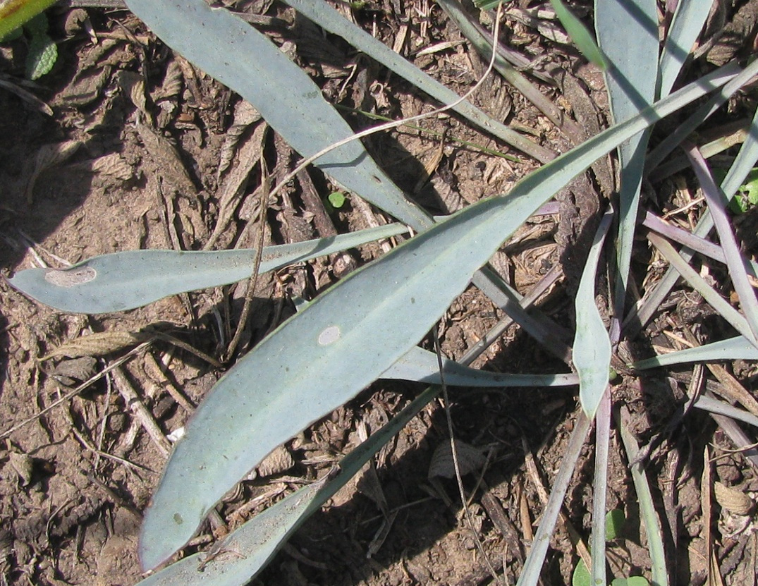 Image of Silene bupleuroides specimen.