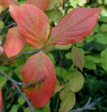 Stewartia monadelpha. Верхушка побега с листьями, принимающими осеннюю окраску. Германия, г. Дюссельдорф, Ботанический сад университета. 04.09.2013.