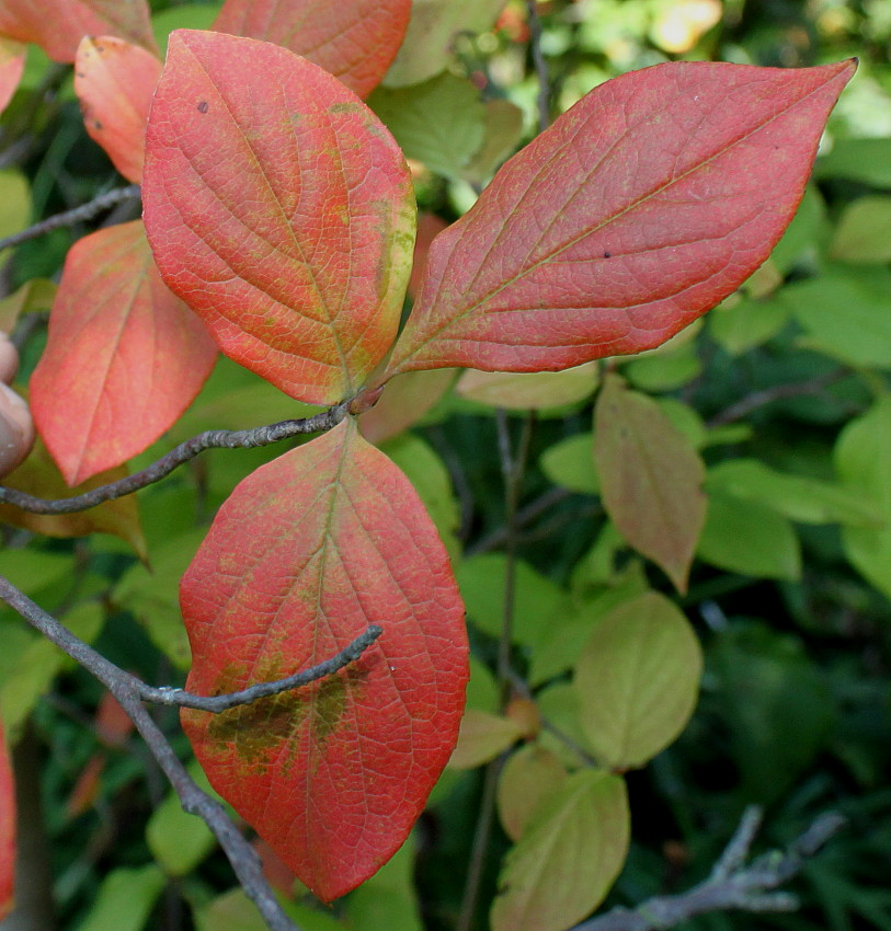 Изображение особи Stewartia monadelpha.