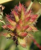 Glycyrrhiza echinata. Невызревшее соплодие. Германия, г. Essen, Grugapark. 29.09.2013.