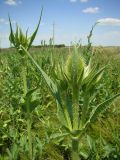 Dipsacus laciniatus