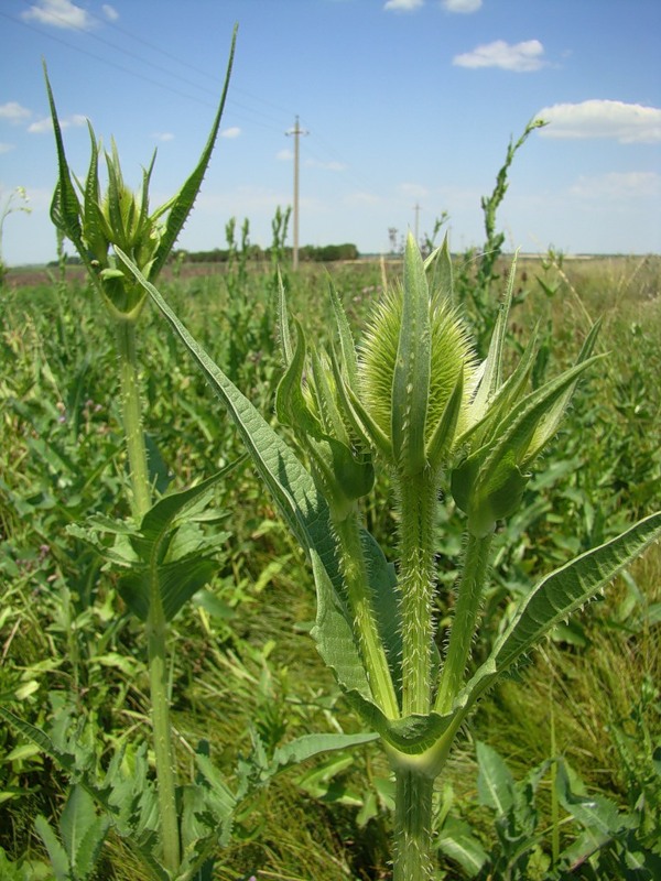 Изображение особи Dipsacus laciniatus.