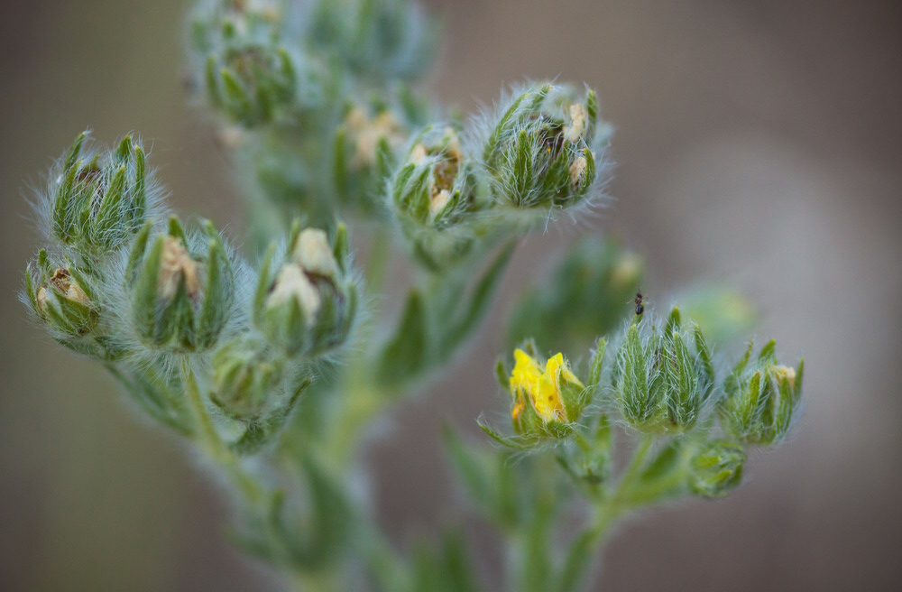 Изображение особи род Potentilla.