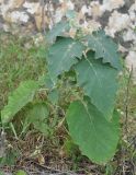 Solanum incanum. Плодоносящее растение. Сокотра, плато Хомхи. 29.12.2013.