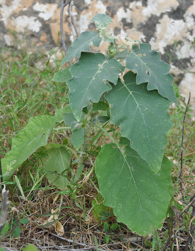 Image of Solanum incanum specimen.