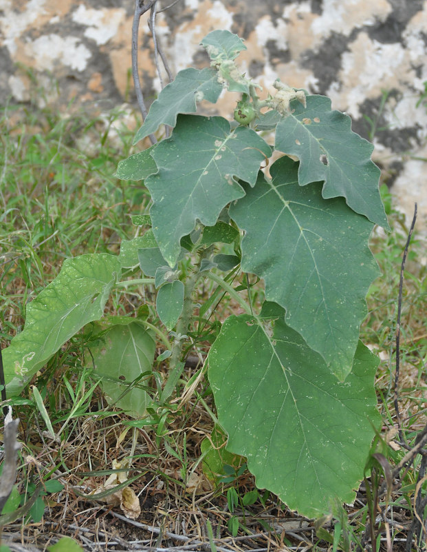 Изображение особи Solanum incanum.