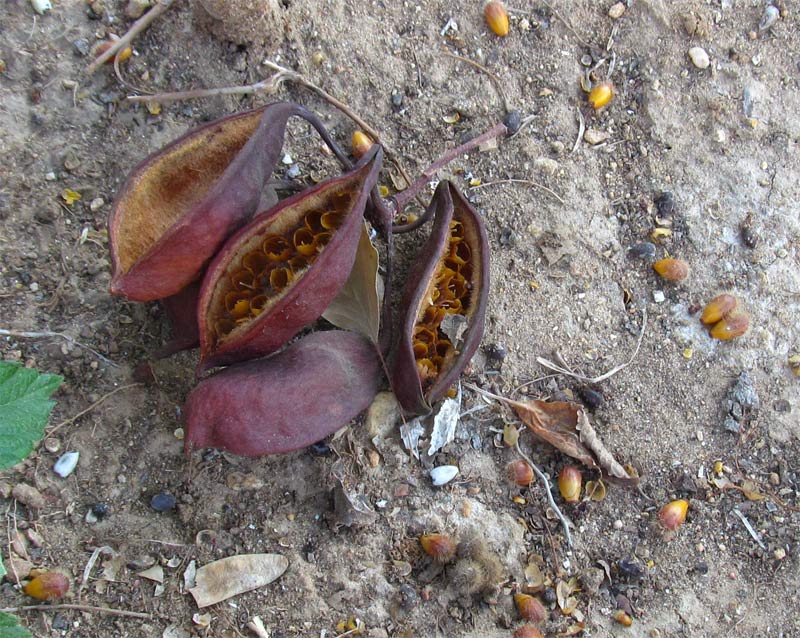 Image of Brachychiton populneus specimen.