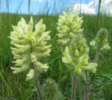 Oxytropis pilosa. Соцветия. Пермский край, Кунгурский р-н, окр. с. Филипповка, северная часть Кунгурской лесостепи, гора Ледяная, южный склон. 14.06.2013.