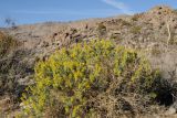 Peritoma arborea. Цветущее и плодоносящее растение. США, Калифорния, Joshua Tree National Park. 19.02.2014.