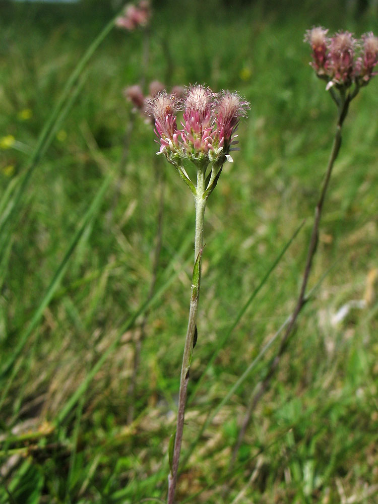 Image of Antennaria dioica specimen.