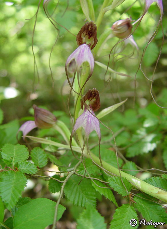 Изображение особи Himantoglossum comperianum.