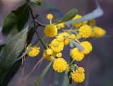 Acacia saligna