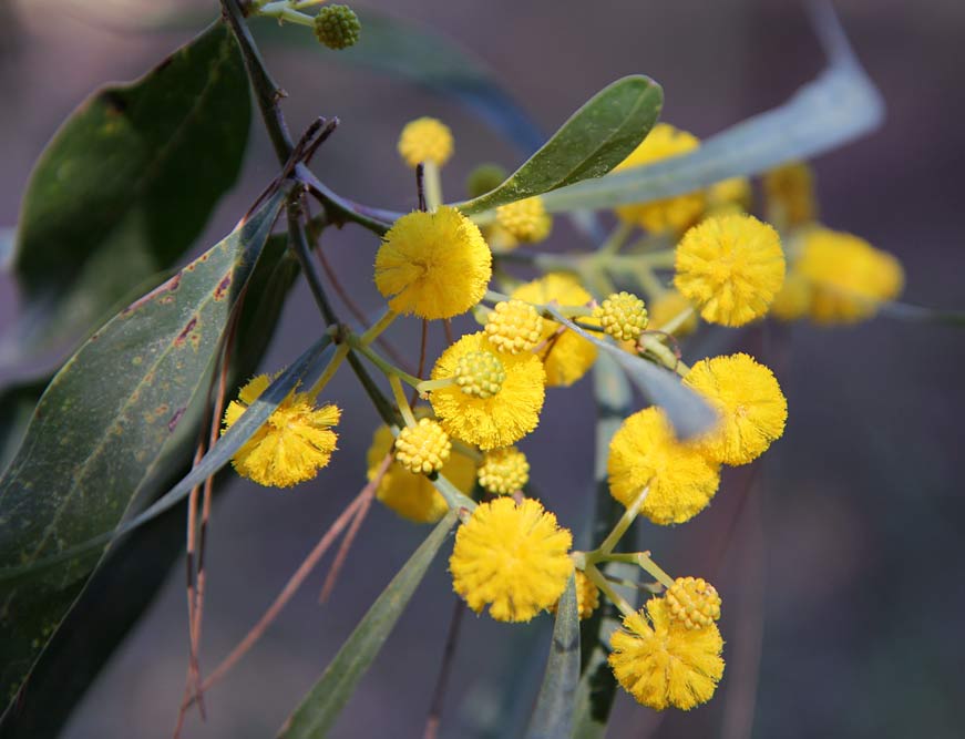 Image of Acacia saligna specimen.