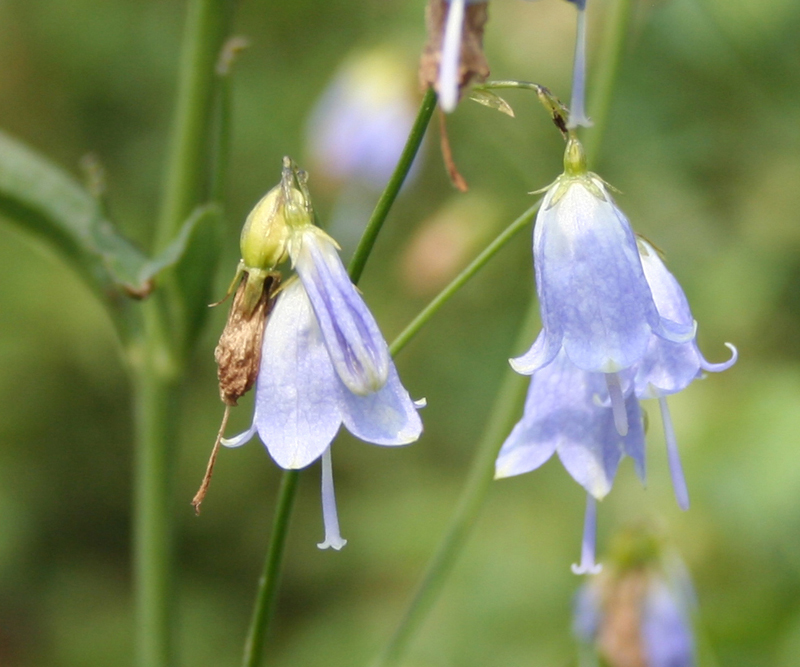 Изображение особи Adenophora liliifolia.