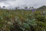 Mertensia pubescens